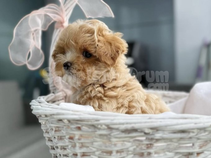 Birbirinden Tatlı Maltipoo Yavruları