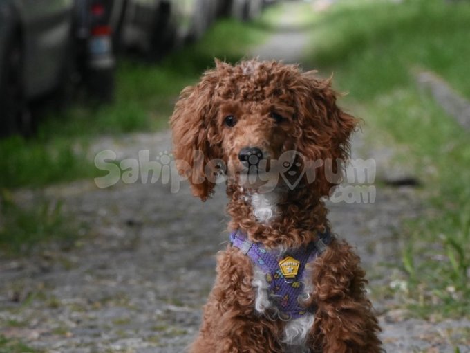 6 Aylık Standart Poodle
