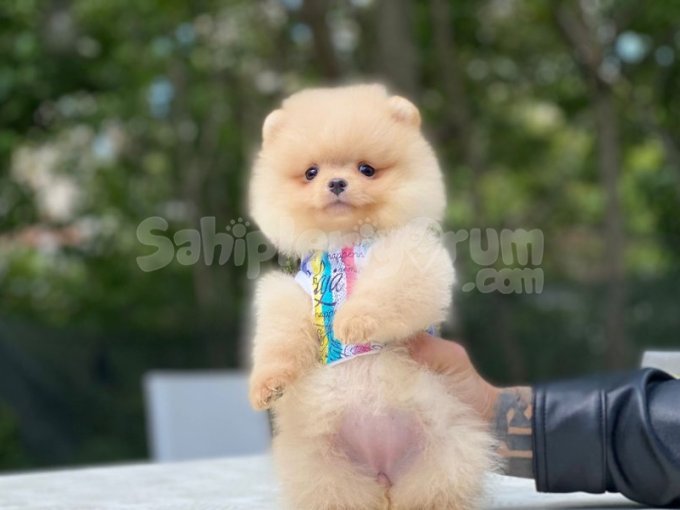 Pomerinian Bo Teady Bear