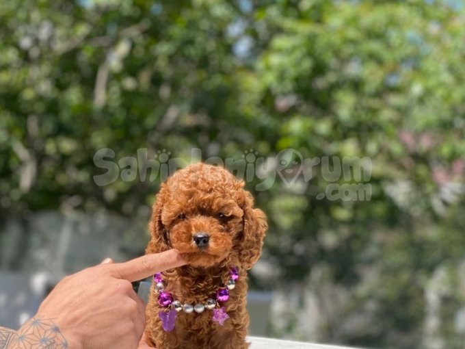 Toy Poodle Kilo Ve Sağlık Garantili