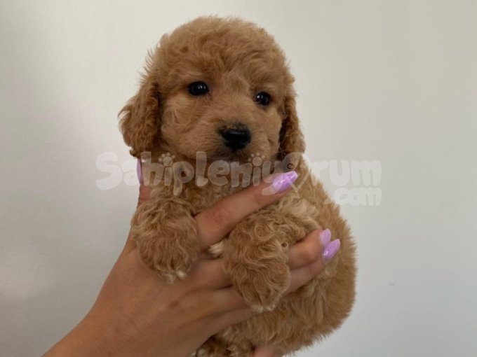 Toy Poodle Kalitesin De Maltipo