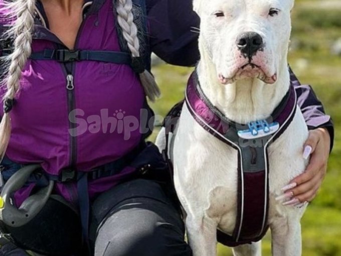 Cane Corso Yavruları Istanbul