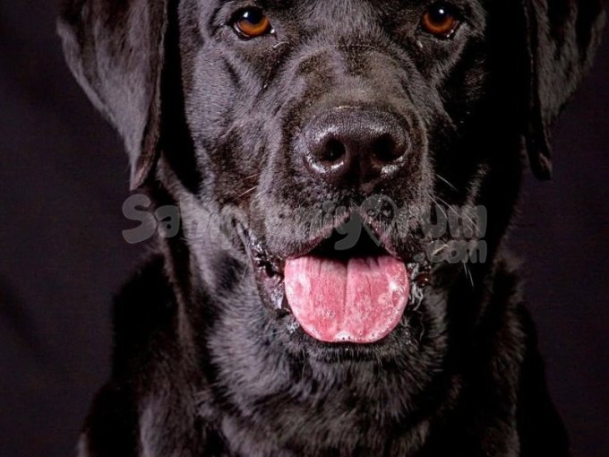 Labrador Yavruları Orjinal Secereli Saglik Ve Irk Garantili