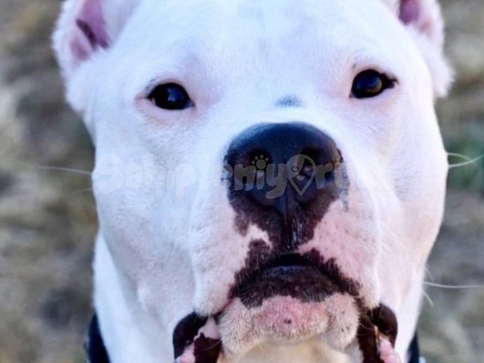 Dogo Arjantin Yavruları