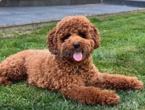 İzmir Toy Poodle Orjinal Kore Kan