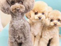 Apricot Renkte Toy Poodle Orjinal Kore Istanbul