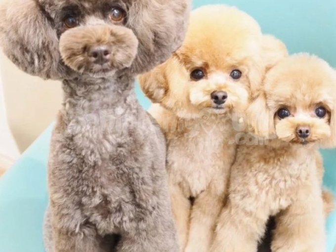 Apricot Renkte Toy Poodle Orjinal Kore Istanbul