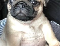 Rifki Nin Oğulları Satista :) Yavru Pug Istanbul