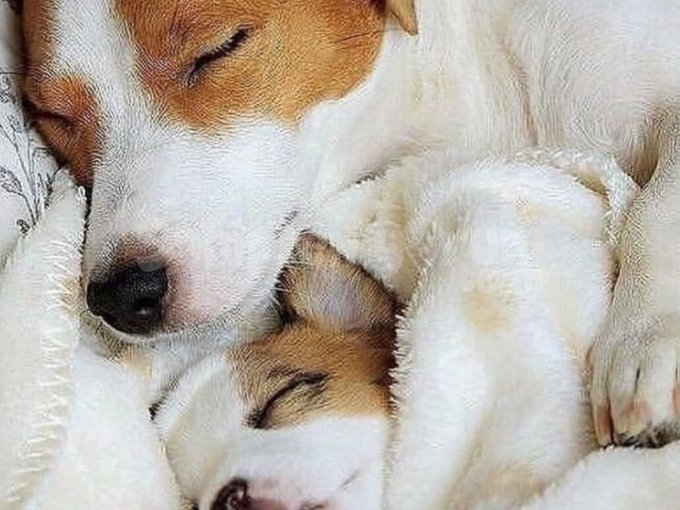 Oyun Canavarı :) Jack Russel Ankara