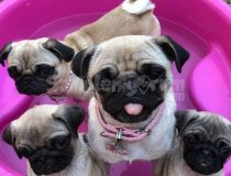 İstanbul Pug Yavrusu Rifkinin Kardeşi