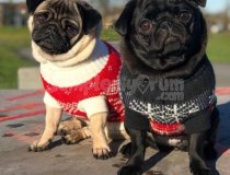 Yavru Pug Orjinal Saglik Garantili