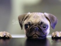 Orjinal Secereli Saglik Ve Irk Garantili Pug Yavruları