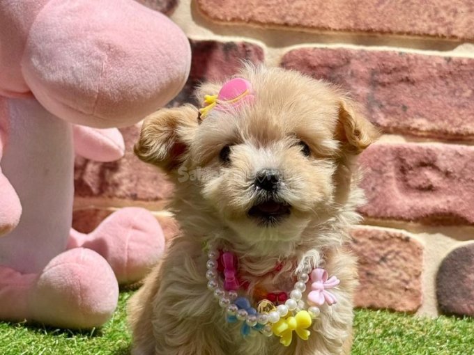Mini Boy Sevimli Maltipoo Yavrular