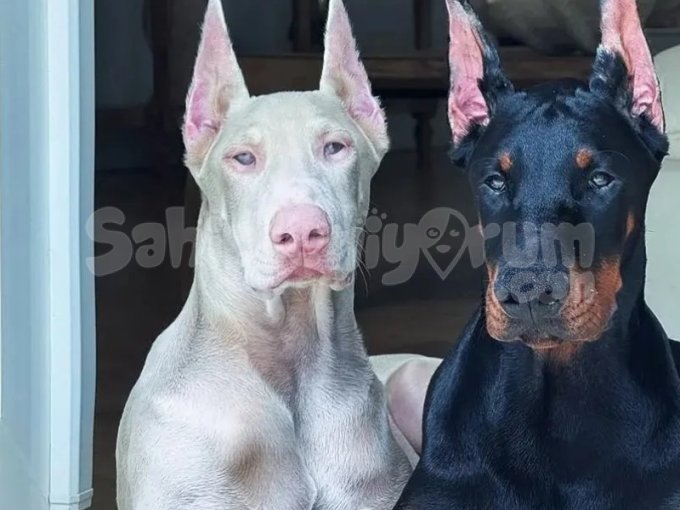 İstanbul Doberman Yavruları Istanbul
