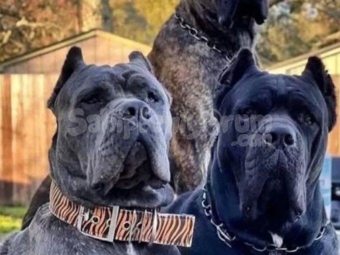 İstanbul Cane Corso İtalya Yavrusu