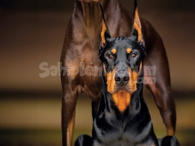 En Guzel Doberman Yavrusu İstanbul