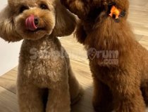 İstanbul Toy Poodle Yavru Köpek
