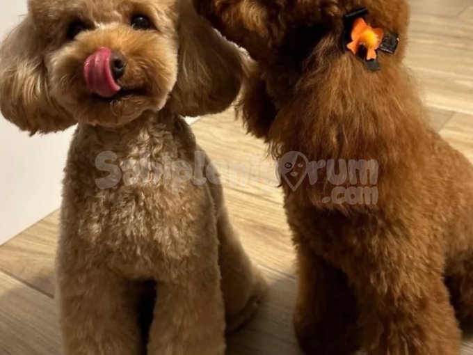 İstanbul Toy Poodle Yavru Köpek