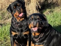 İstanbul Rotweiler Yavru