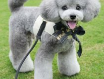 Kore Toy Poodle Silver