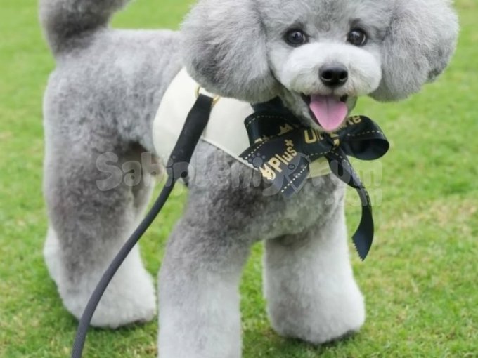 Kore Toy Poodle Silver