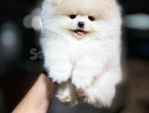 Karbeyaz Kore Pomeranian Boo Istanbul
