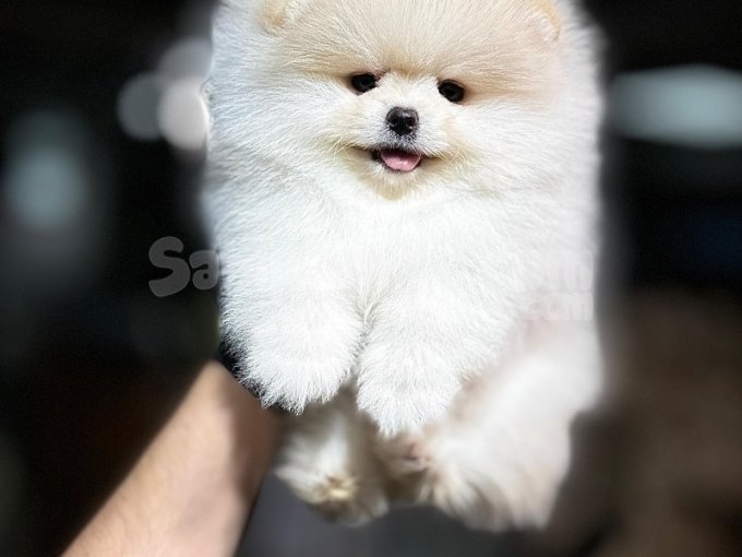 Karbeyaz Kore Pomeranian Boo Istanbul