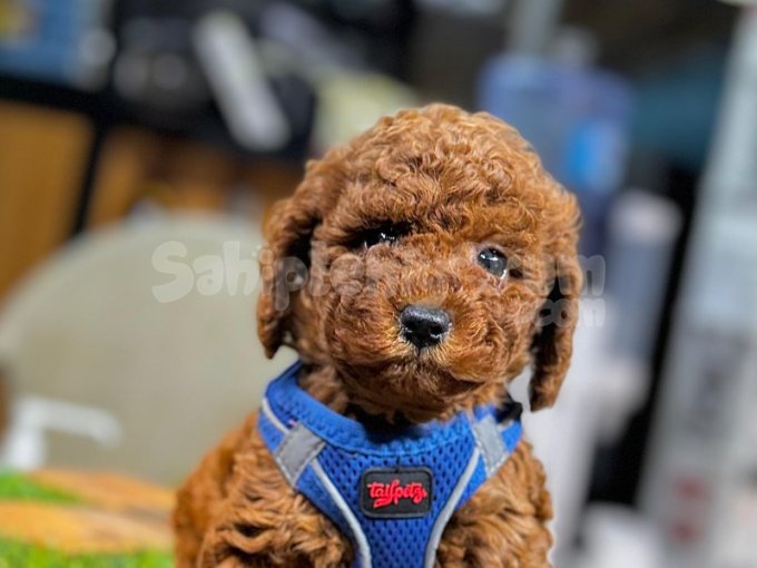 Kore Toy Poodle İstanbul Yavru Köpek