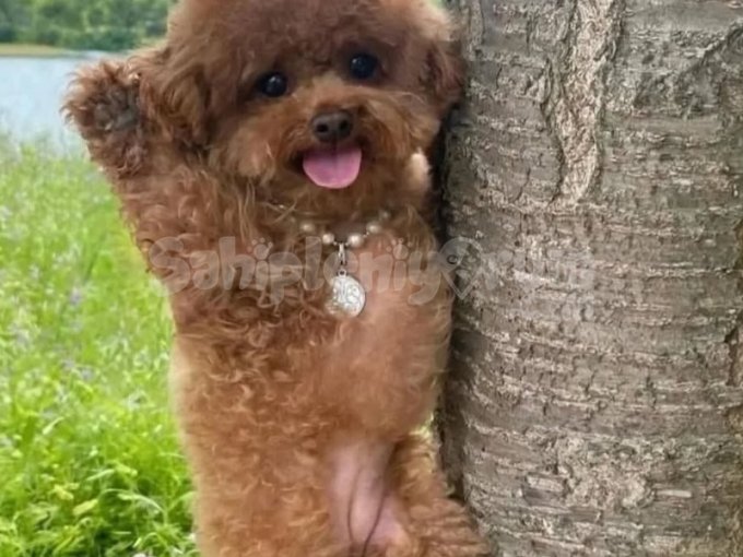 Toy Poodle Yavruları Kore Istanbul Izmir Ankara