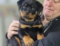 Efsane Rot Yavruları Istanbul