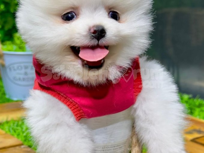 Cebine Sığar, Kalbine Sığmaz! Miniş Pomeranian Bebekler