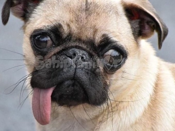 İstanbul Pug  Yavrusu