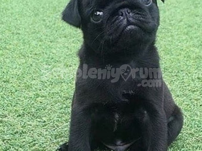 İzmir Pug Yavrusu