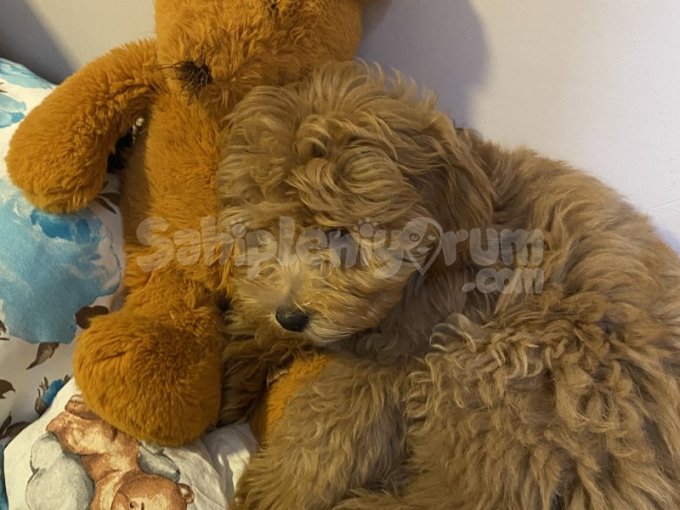 5 Aylık Orijinal Poodle Yavrumuz Yeni Yuvasını Arıyor