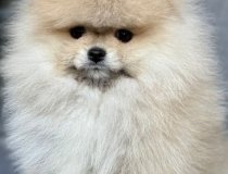 Kore Kan Orjinal Boo Ayi Surat Garantili Yavru