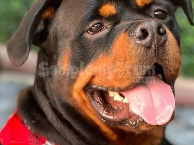 Rotweiler Yavru