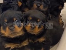 Ankara Rot Yavruları