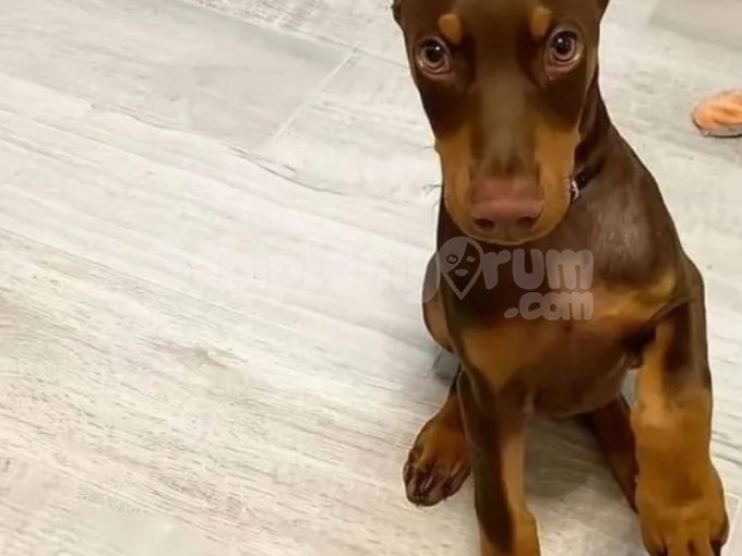 Aile Dostu, Koruyucu Ve Sadık Doberman