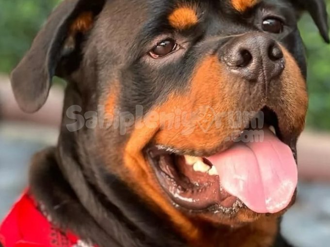 Koruyucu Ve Sadık Rottweiler