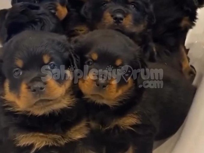Gerçek Bir Dost Arıyorsan Bu Rottweiler Tam Sana Göre!