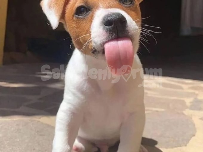 Enerji Dolu Jack Russell Yavrusu