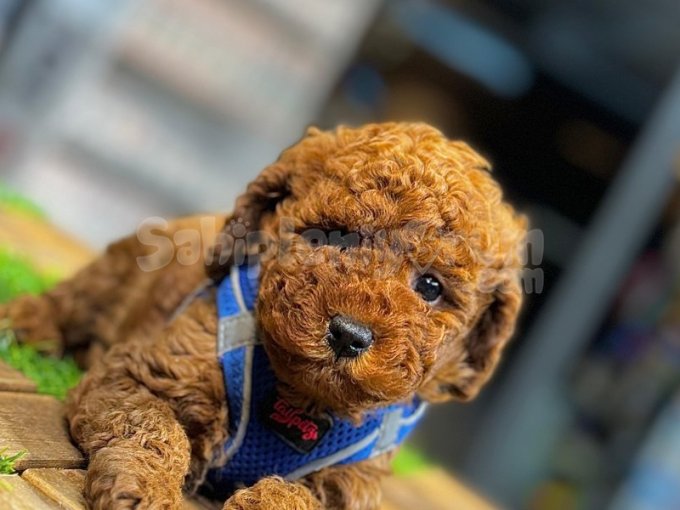 Minik, Akıllı, Tüy Dökmeyen Toy Poodle Yavrusu