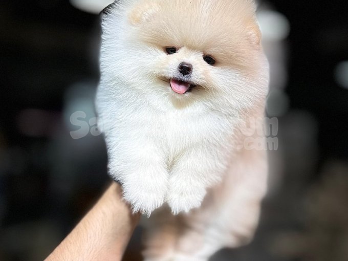 Minik Yüzlü, Gerçek Boo Suratlı Pomeranian