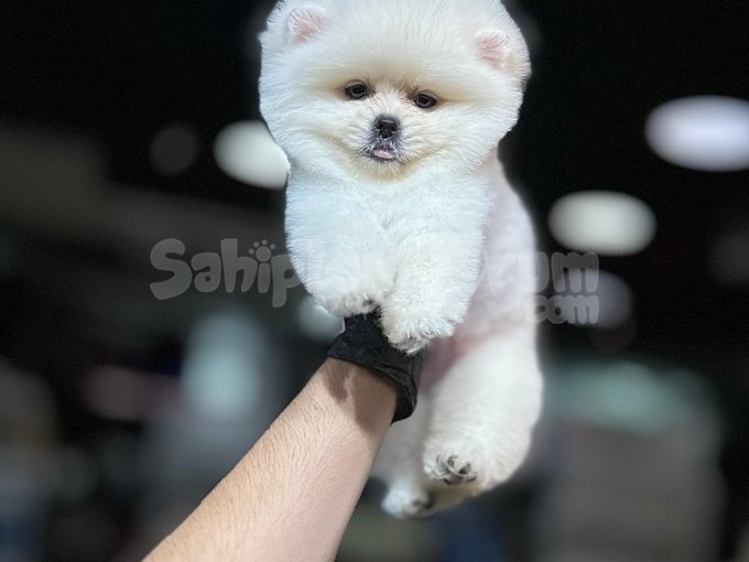 Kucak Delisi, Oyuncak Gibi Pomeranian Boo