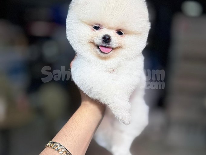 Oyuncak Gibi Tatlı Pomeranian Boo Yavrusu
