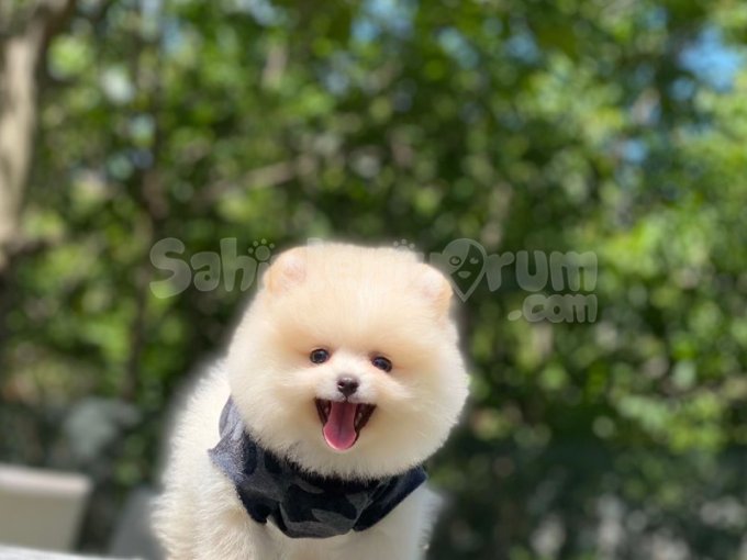 Orijinal Surat Tipiyle Safkan Pomeranian Boo