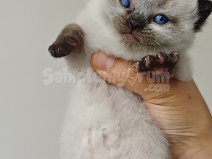1 Aylık Scottsh Blue Point Chocolate Point Yavruları