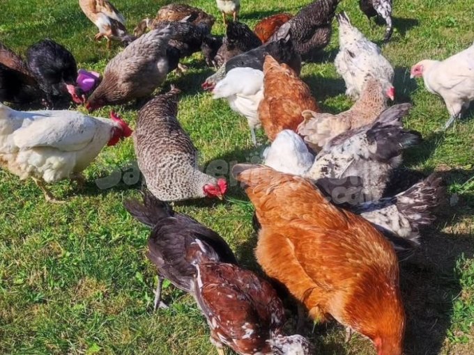 Görkemli Ve Sağlıklı Horoz