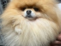 Ayi Yüz Boo Pomeranian Istanbul
