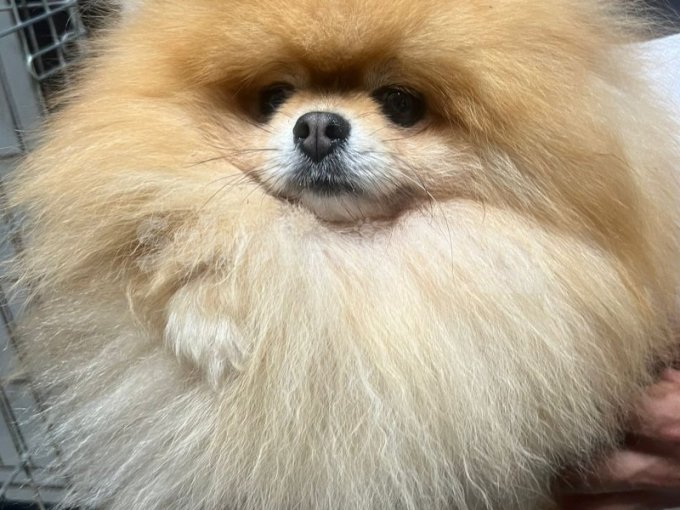 Ayi Yüz Boo Pomeranian Istanbul